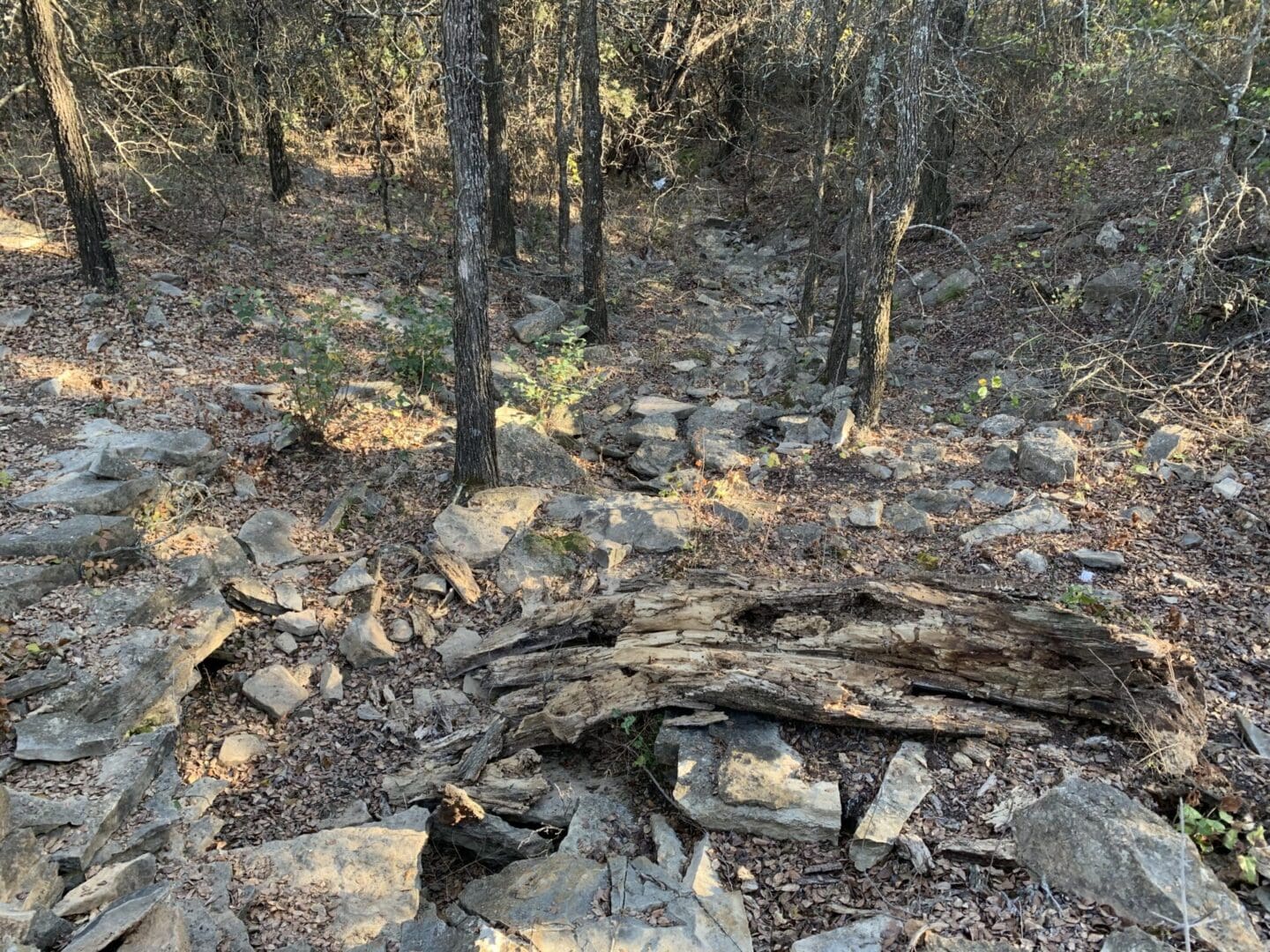 A forest with rocks and trees in the background.