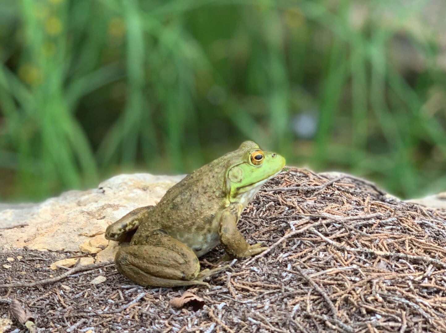 Featured image for blog post titled "Wildlife Activities at Lake Godstone: Connect with Nature"