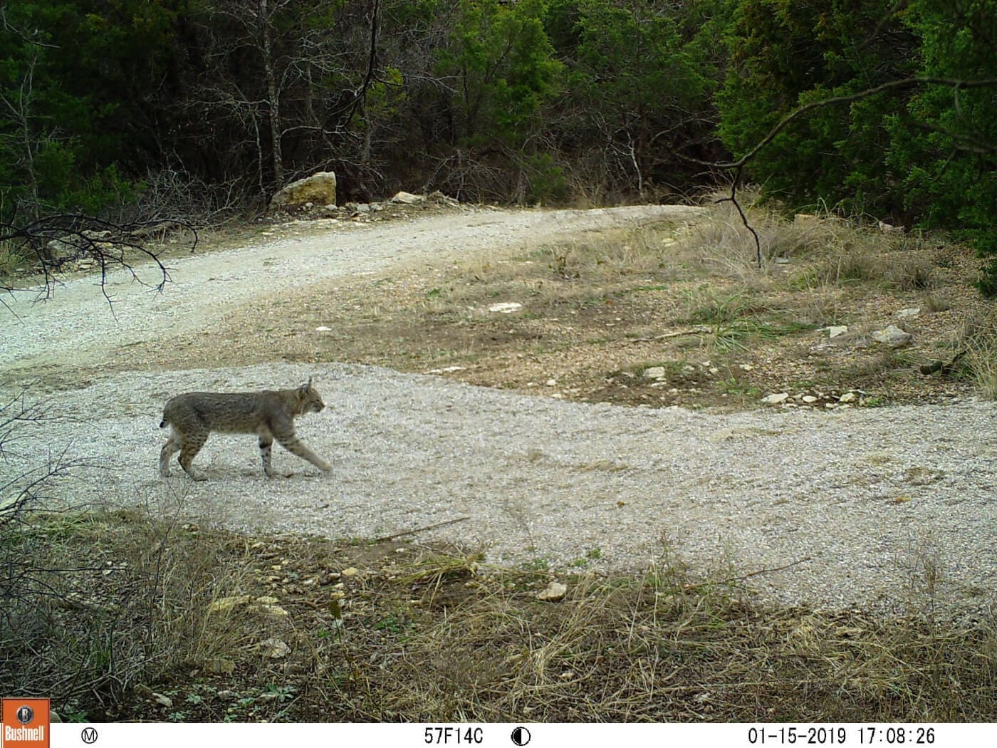 Lake Godstone Wildlife Bobcat