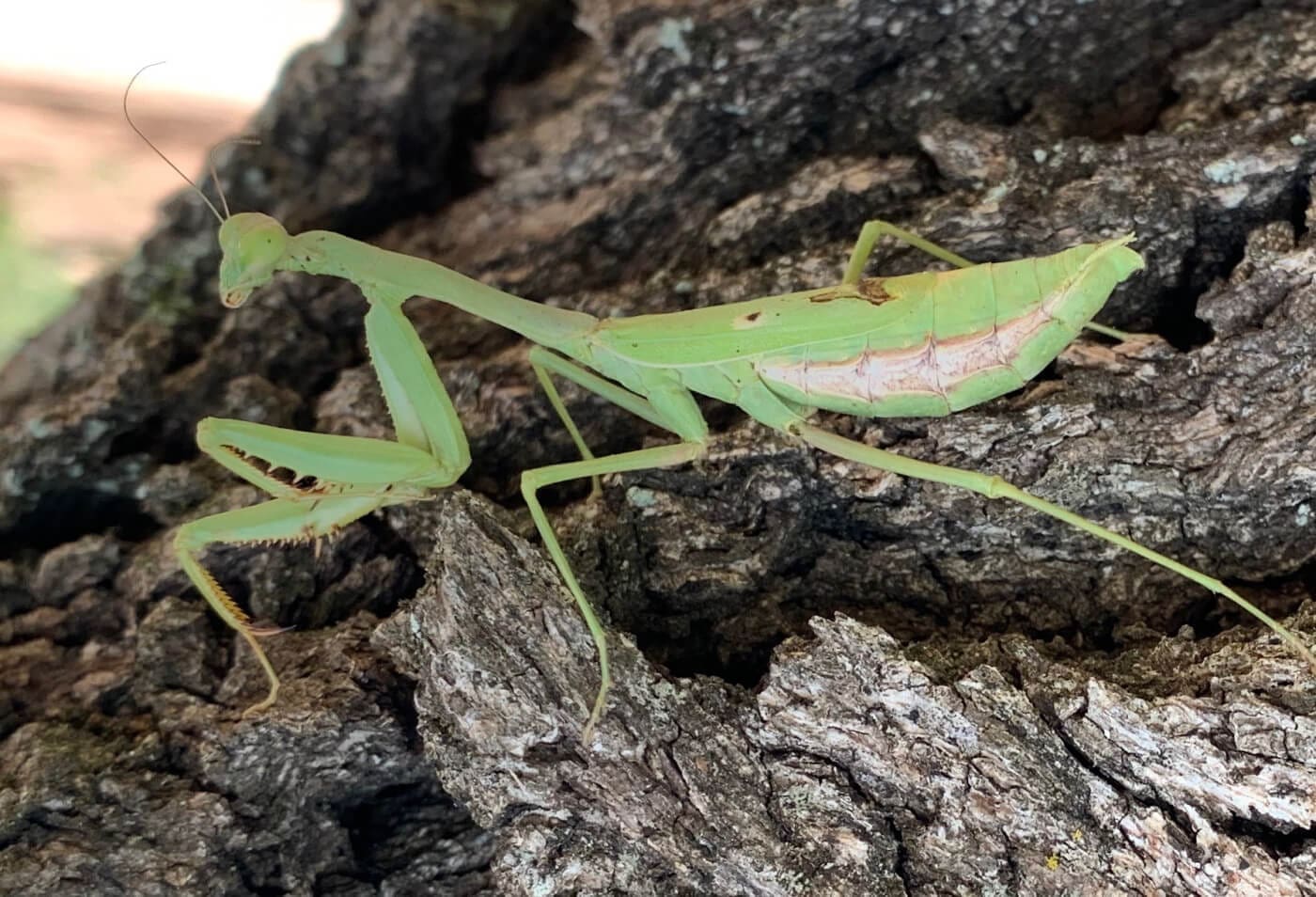 Lake_Godstone_Praying_Mantis