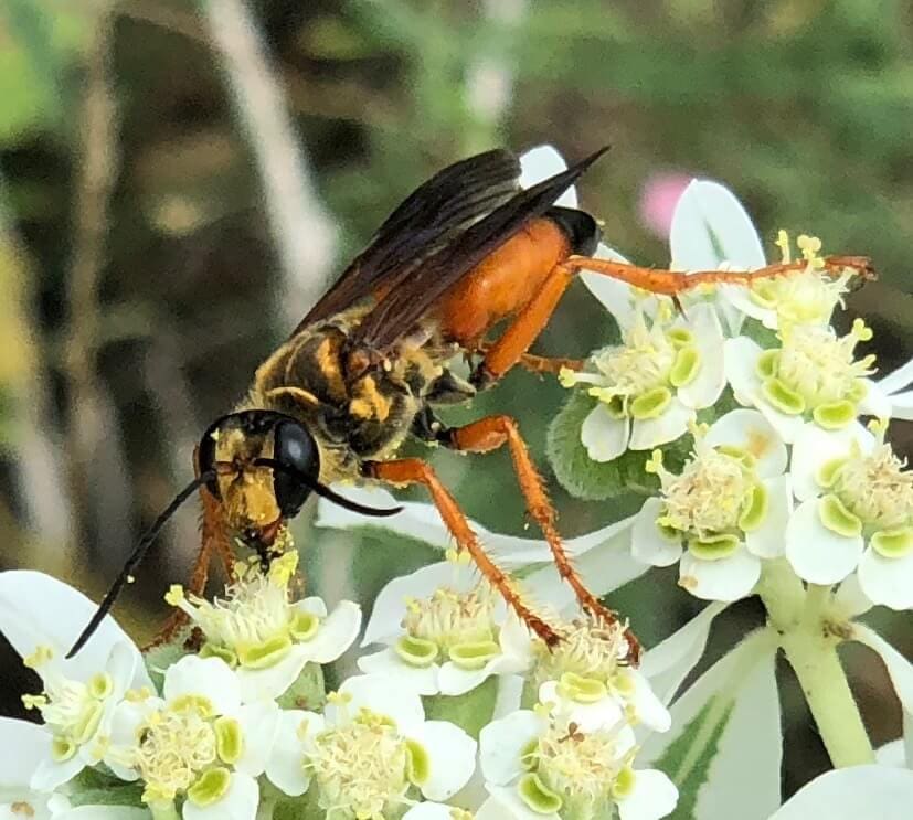 Lake Godstone Wildlife Bee