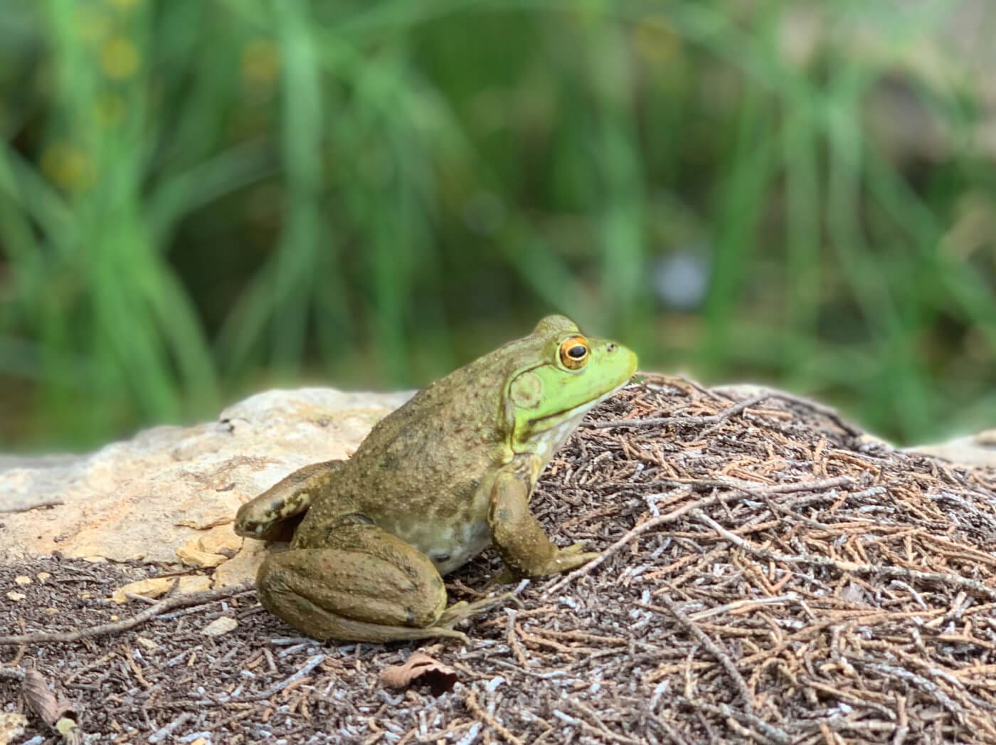 Lake Godstone Wildlife Frog