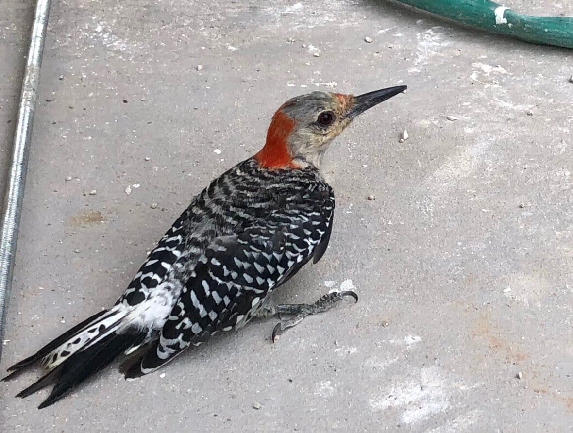 Lake Godstone Wildlife Woodpecker