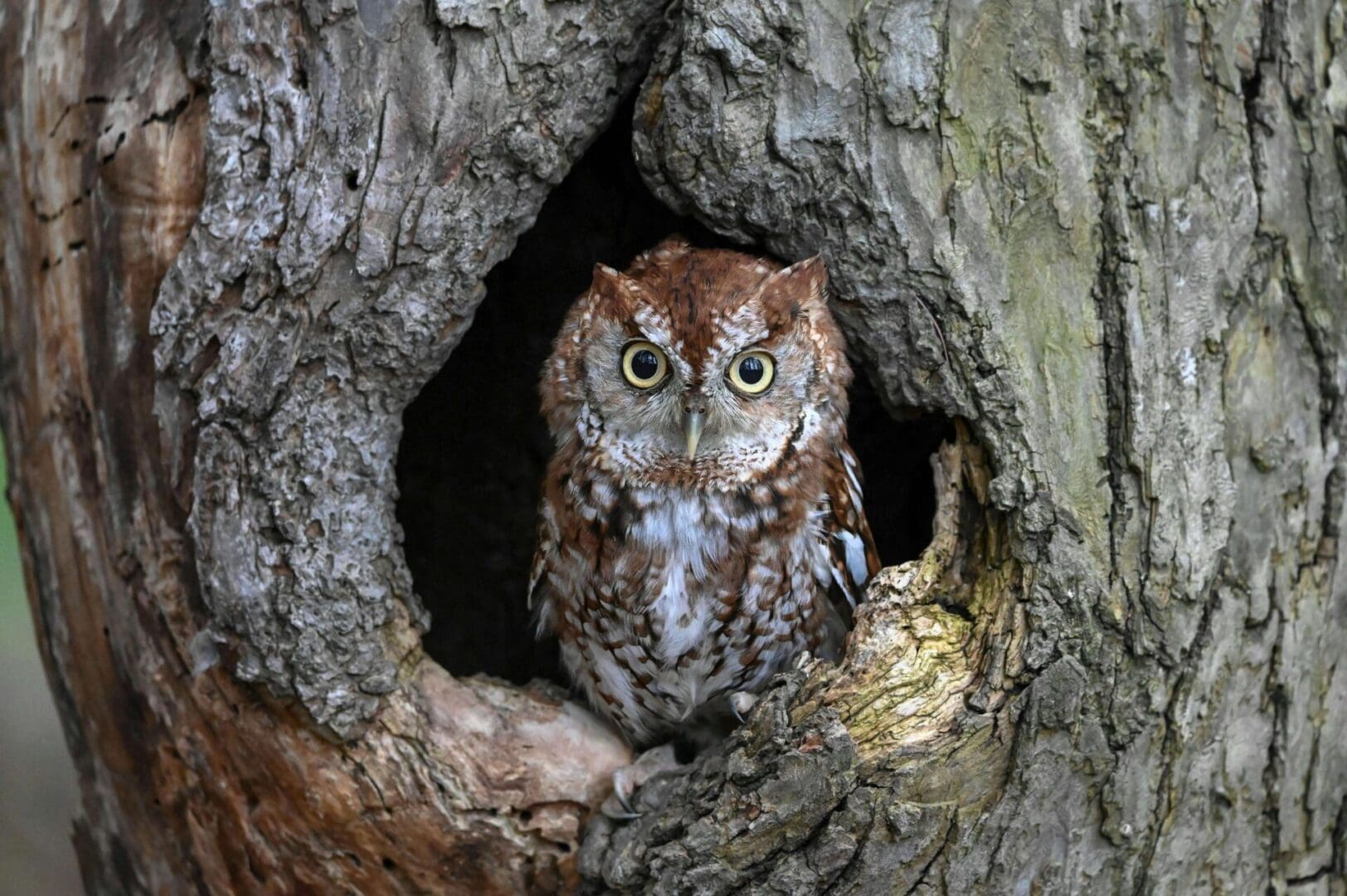 Featured image for blog post titled "Screech Owl Habitat Facts: A Complete Guide"