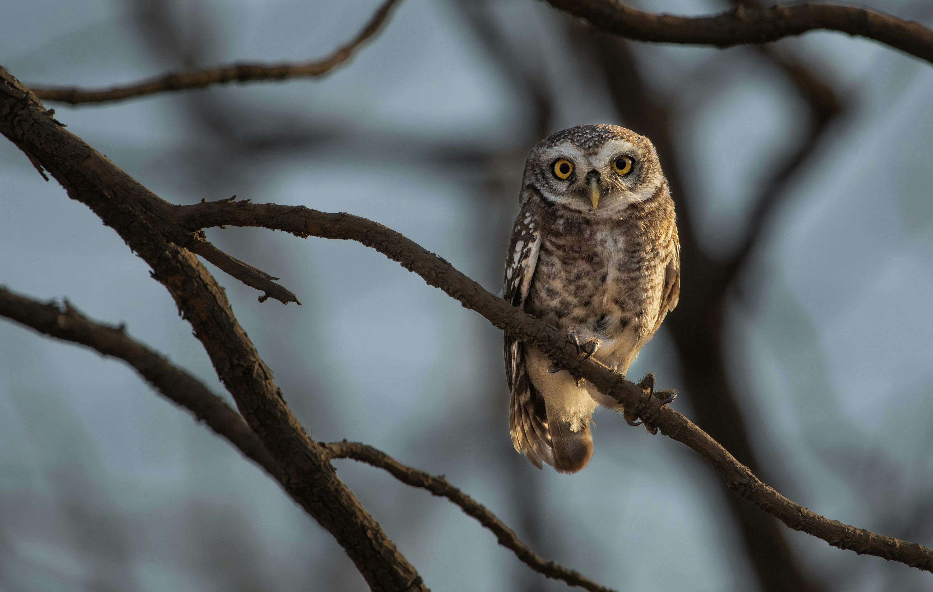 Spotted owlet with piercing eyes sits on a branch in close-up view, blending with nature.