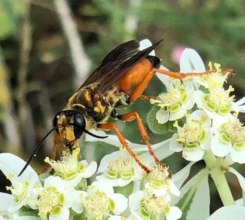 Bees at Lake Godstone