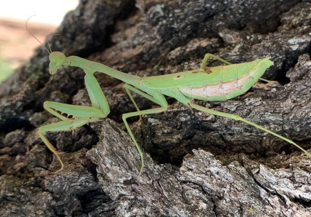 Lake_Godstone_Praying_Mantis