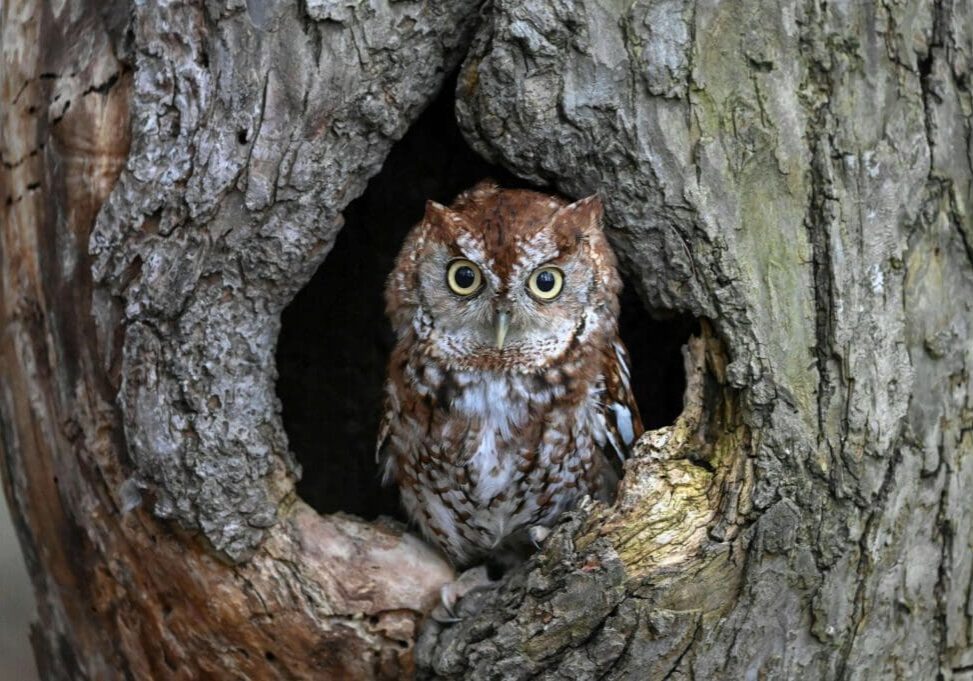 Featured image for blog post titled "Screech Owl Habitat Facts: A Complete Guide"