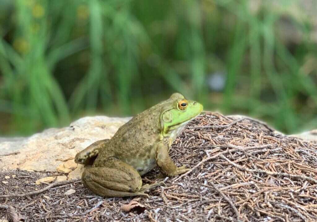 Featured image for blog post titled "Wildlife Activities at Lake Godstone: Connect with Nature"